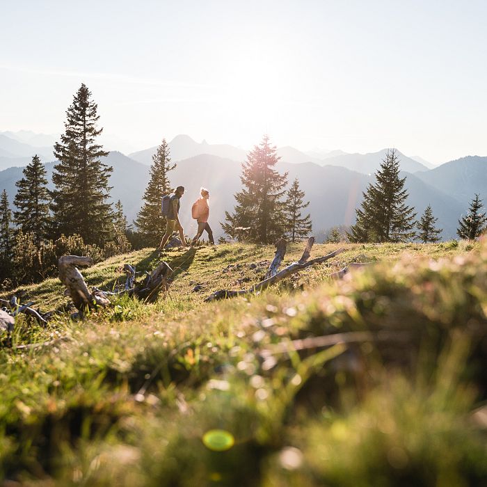 Two people hike on a grassy hill with pine trees, under a bright sun, surrounded by mountains.